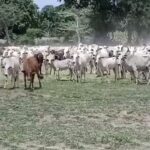 Home 1 The Divulapathana Land Dispute: A Class Question, Not an Ethnic Conflict